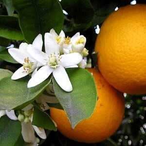 Parfum Fleurs d'orangé 30 ml